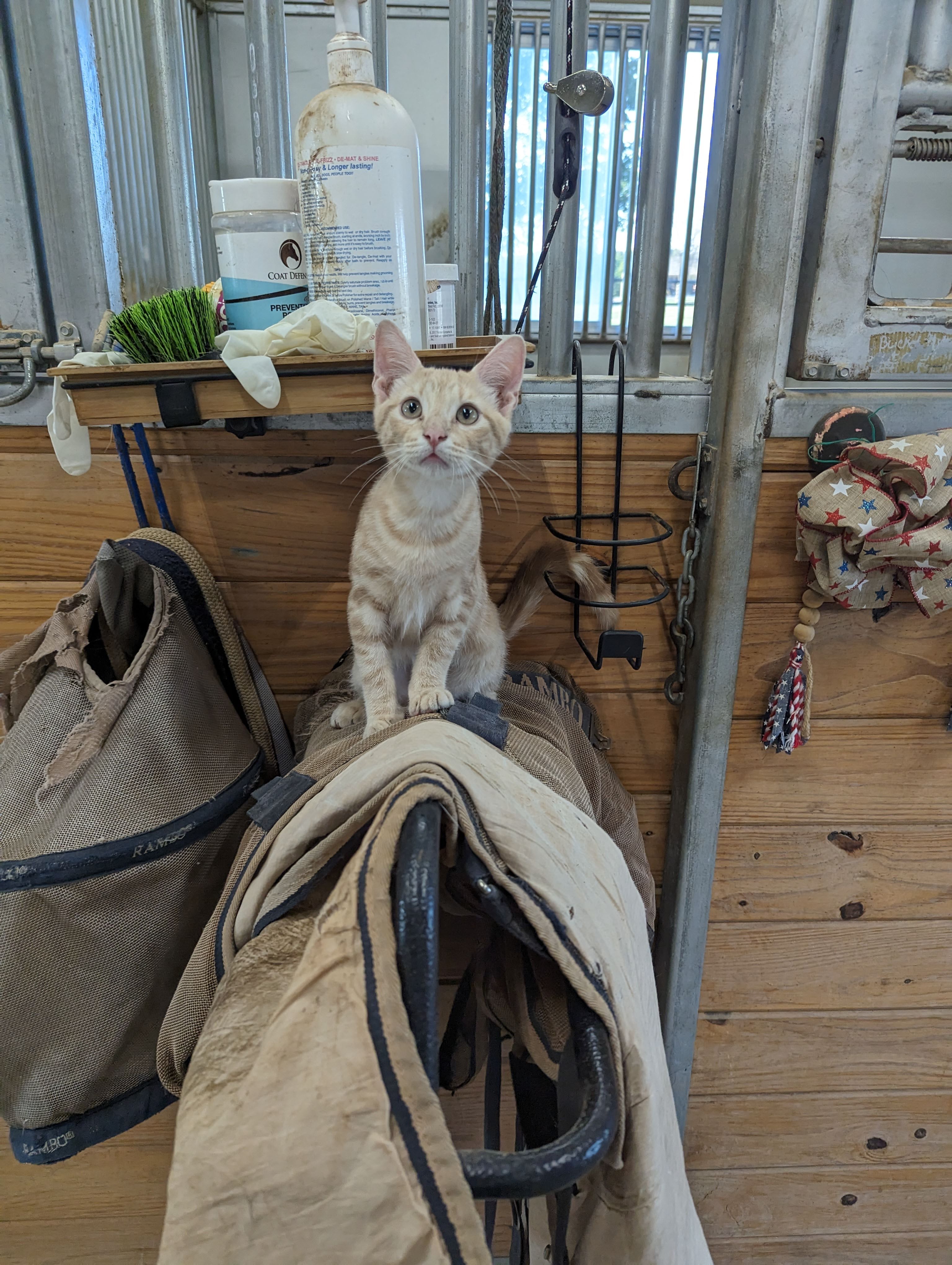 Dean orange tabby barn cat perched on saddle