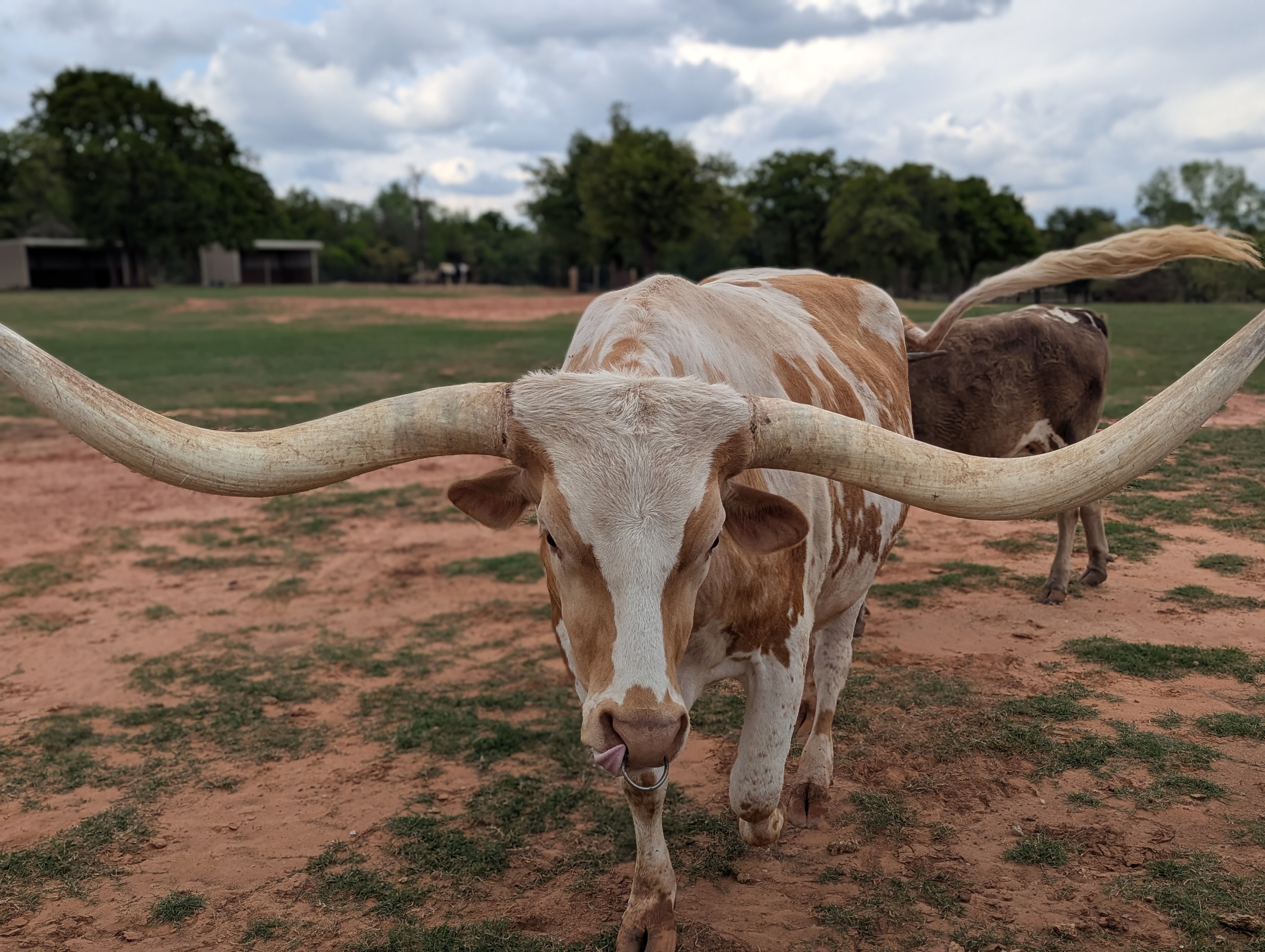 Titan Texas Longhorn cattle portrait