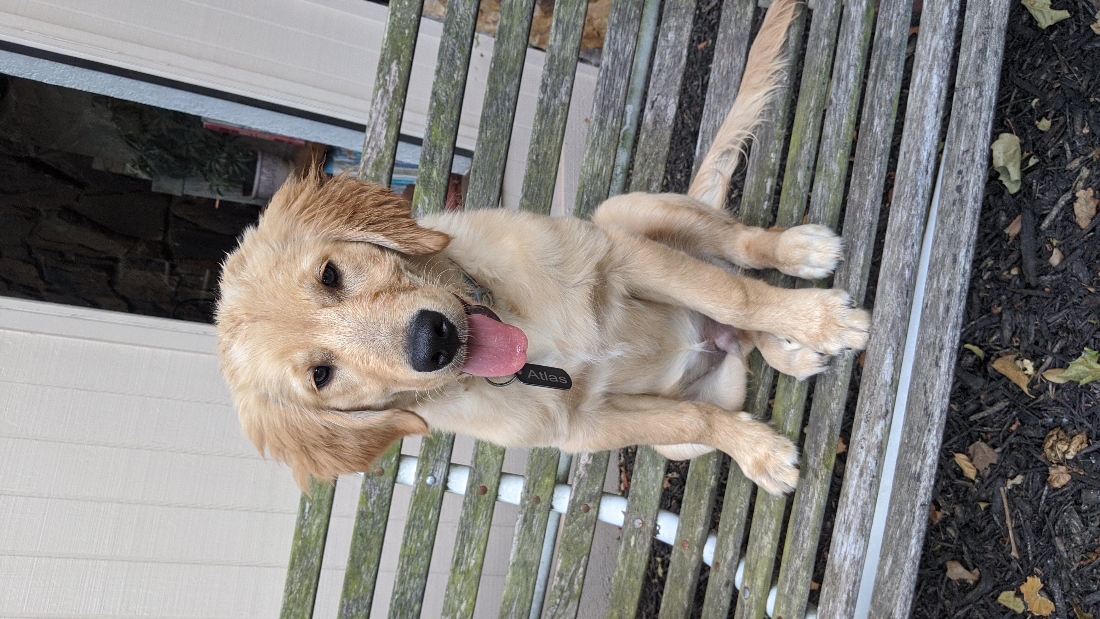 Atlas Golden Retriever as a puppy