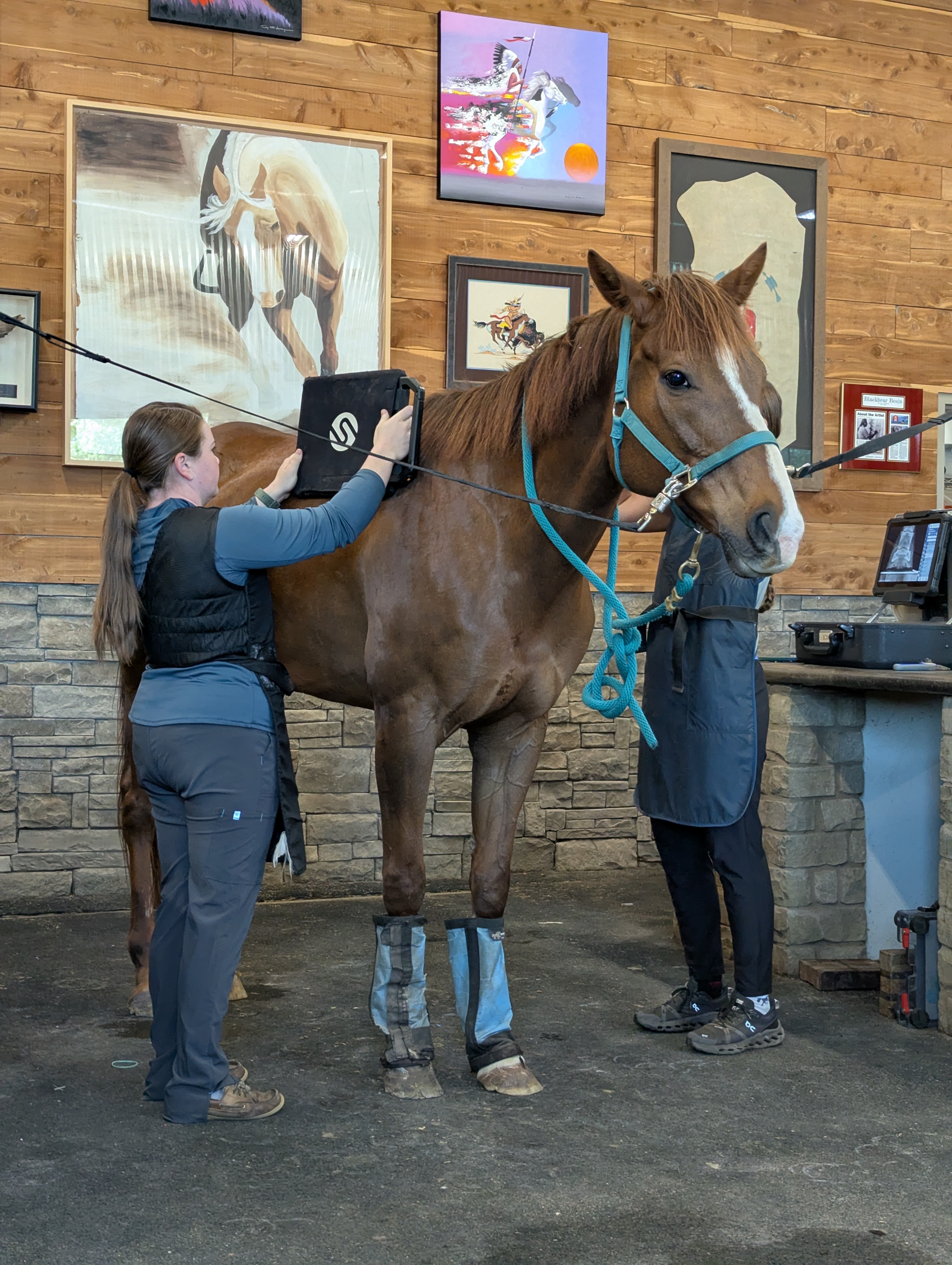 Vet and vet assistant performing xrays on standing thoroughbred.